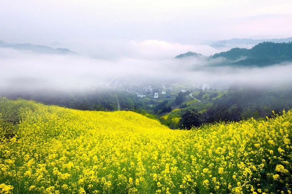 婺源油菜花