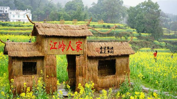 婺源油菜花