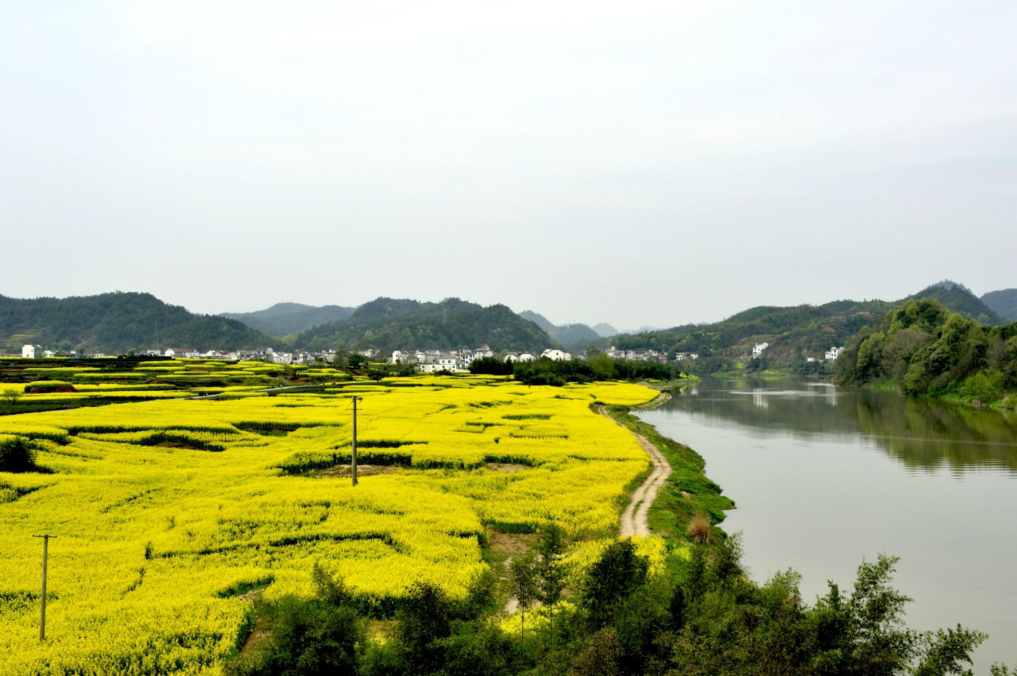 婺源油菜花