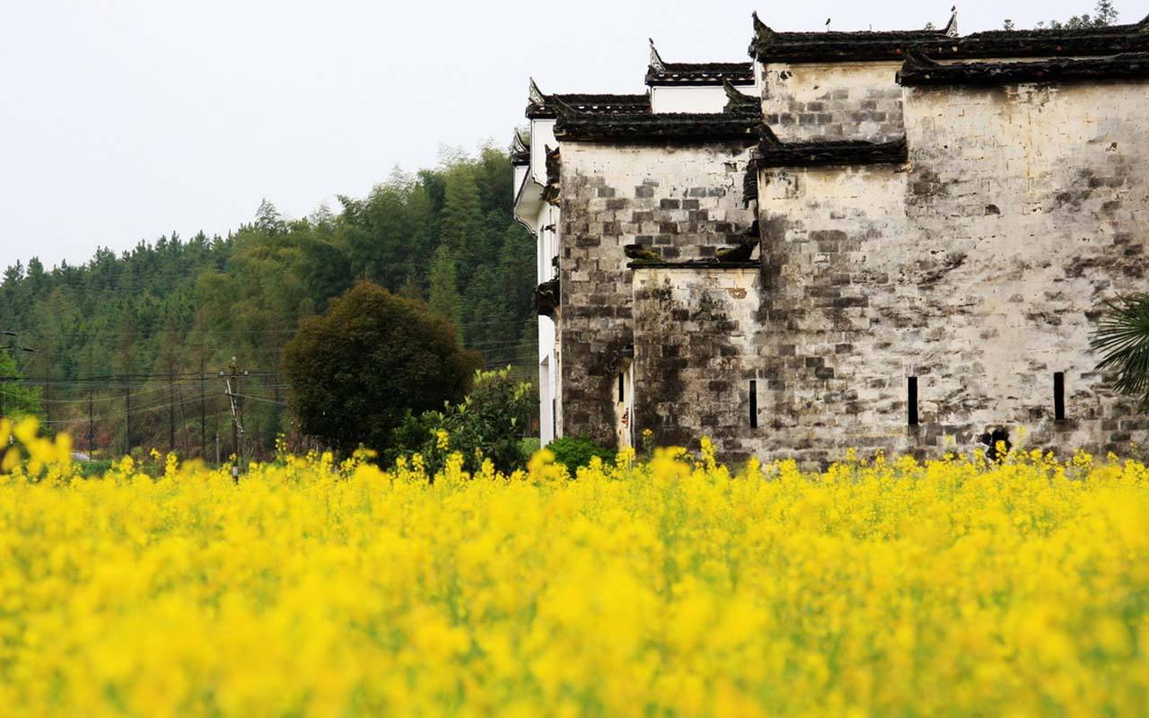 泰州油菜花景点在哪里,千岛菜花景区,千垛景区_大山谷图库