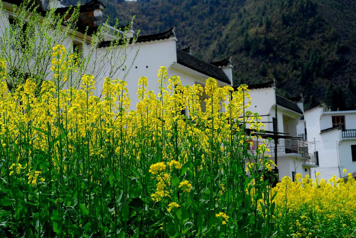 婺源油菜花