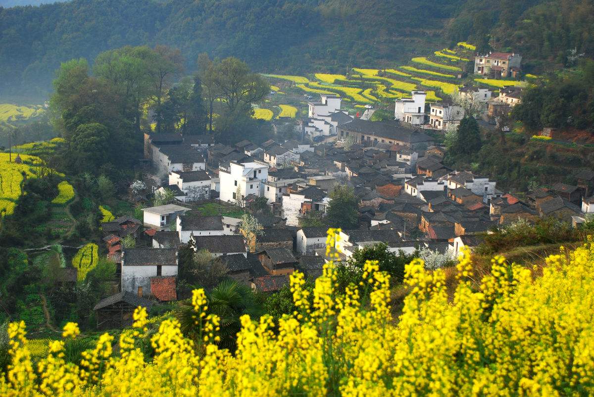 婺源油菜花