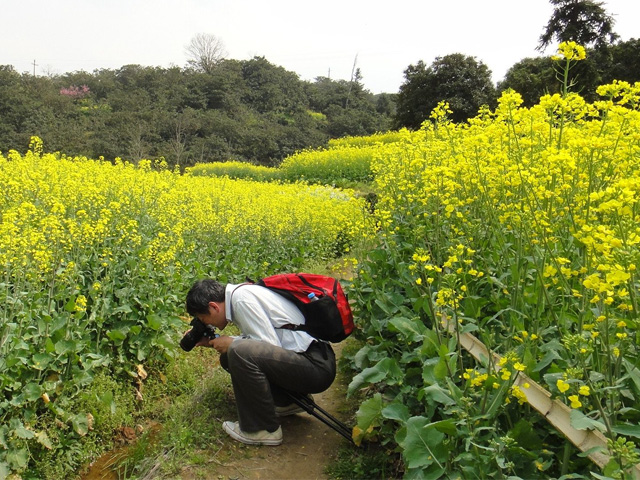 婺源油菜花