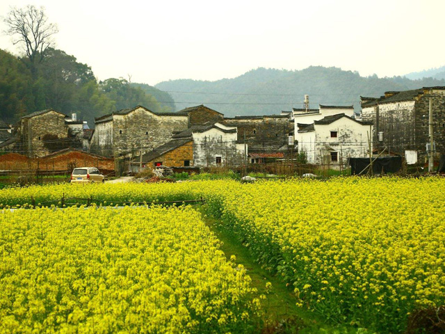 婺源油菜花