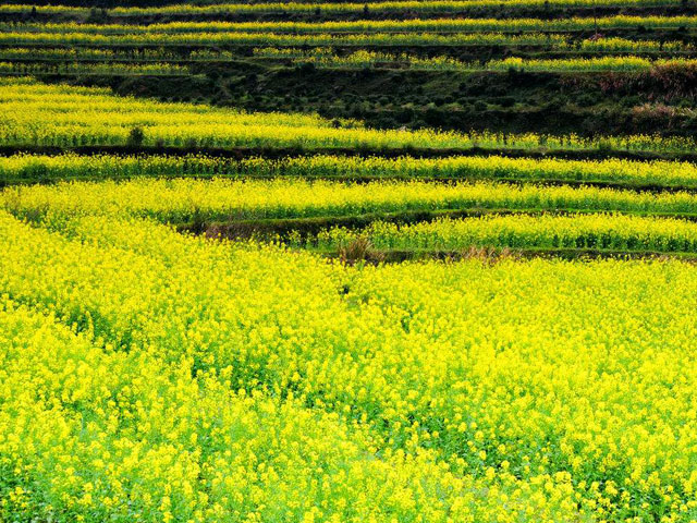 婺源油菜花