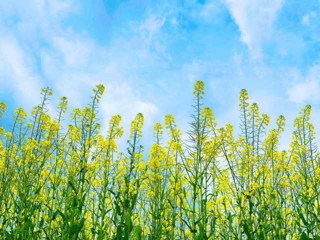 婺源油菜花