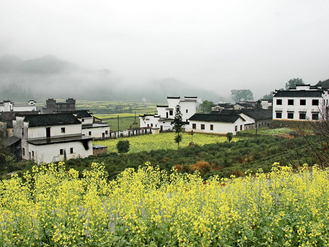 婺源油菜花