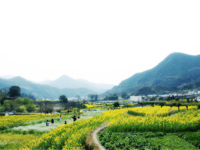 婺源油菜花