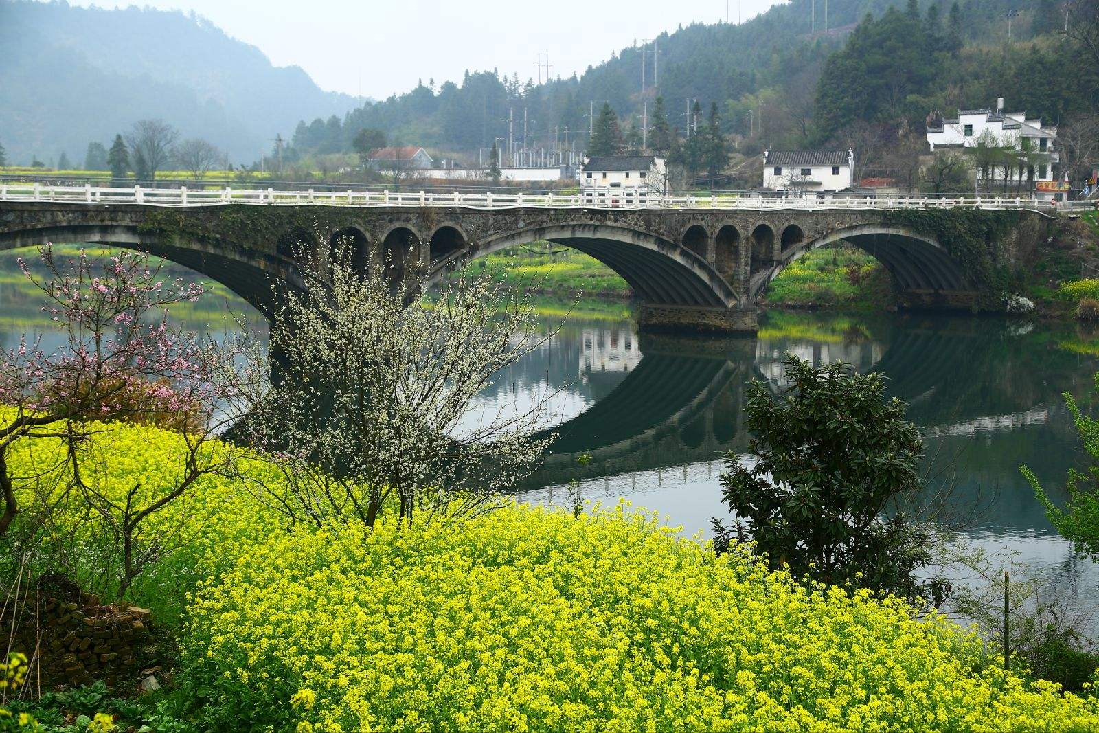 婺源油菜花