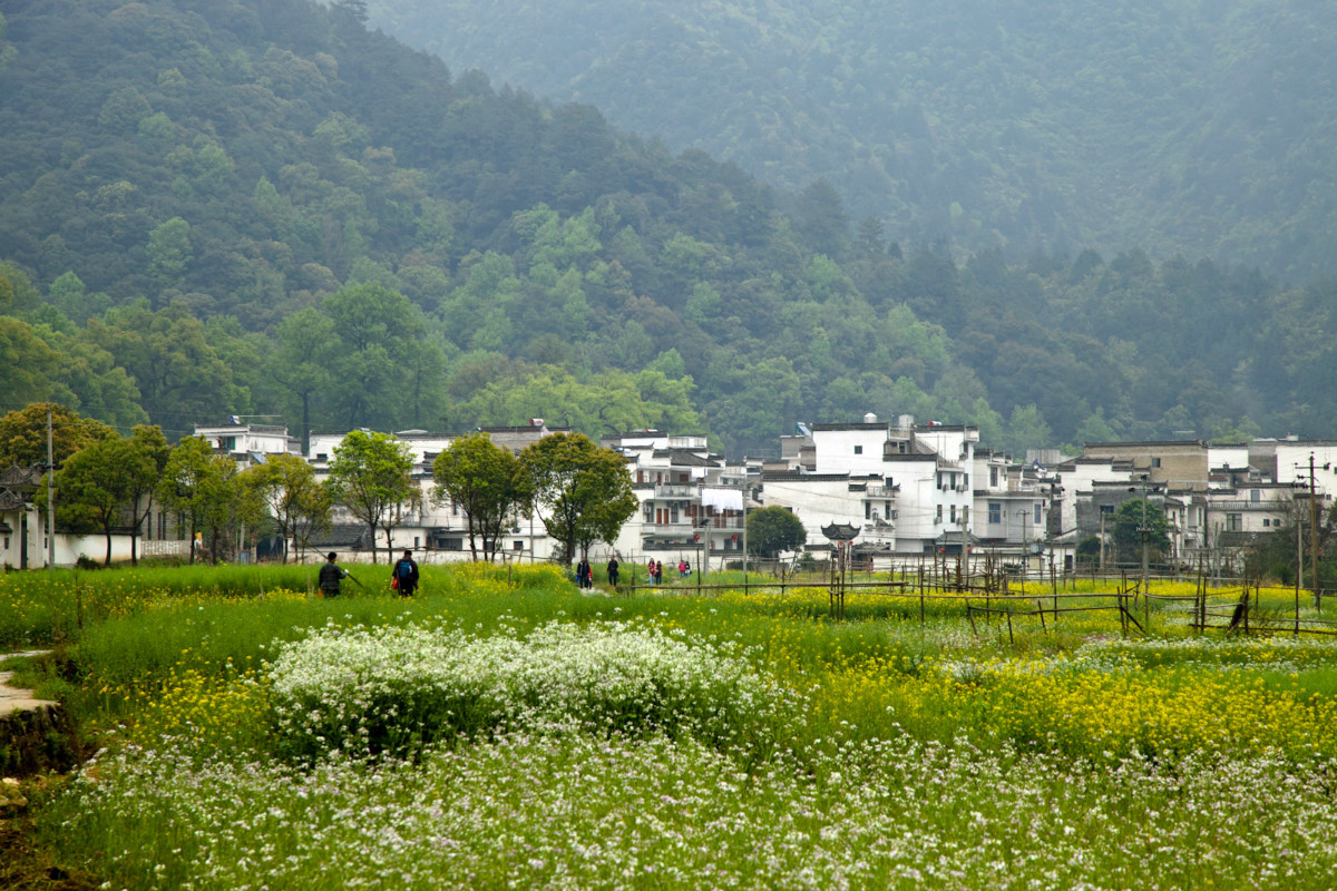 婺源油菜花