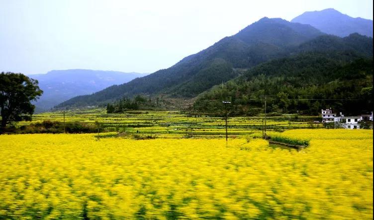 婺源油菜花