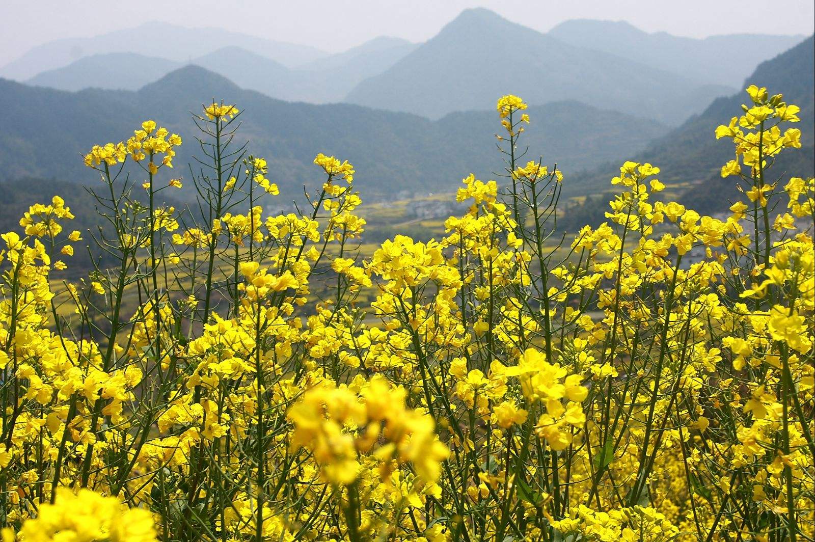 夏宁葆在江西篁岭看油菜花。-婺源旅游攻略-游记-去哪儿攻略