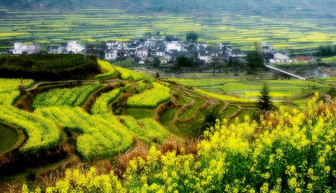 婺源油菜花