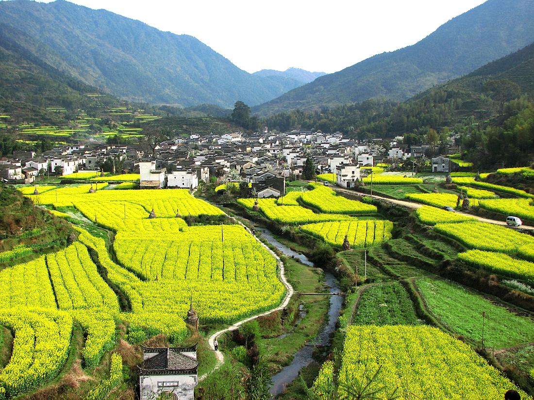 婺源油菜花