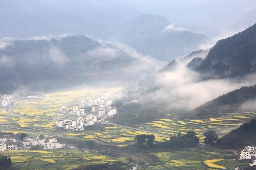 婺源油菜花