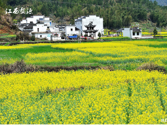 婺源油菜花