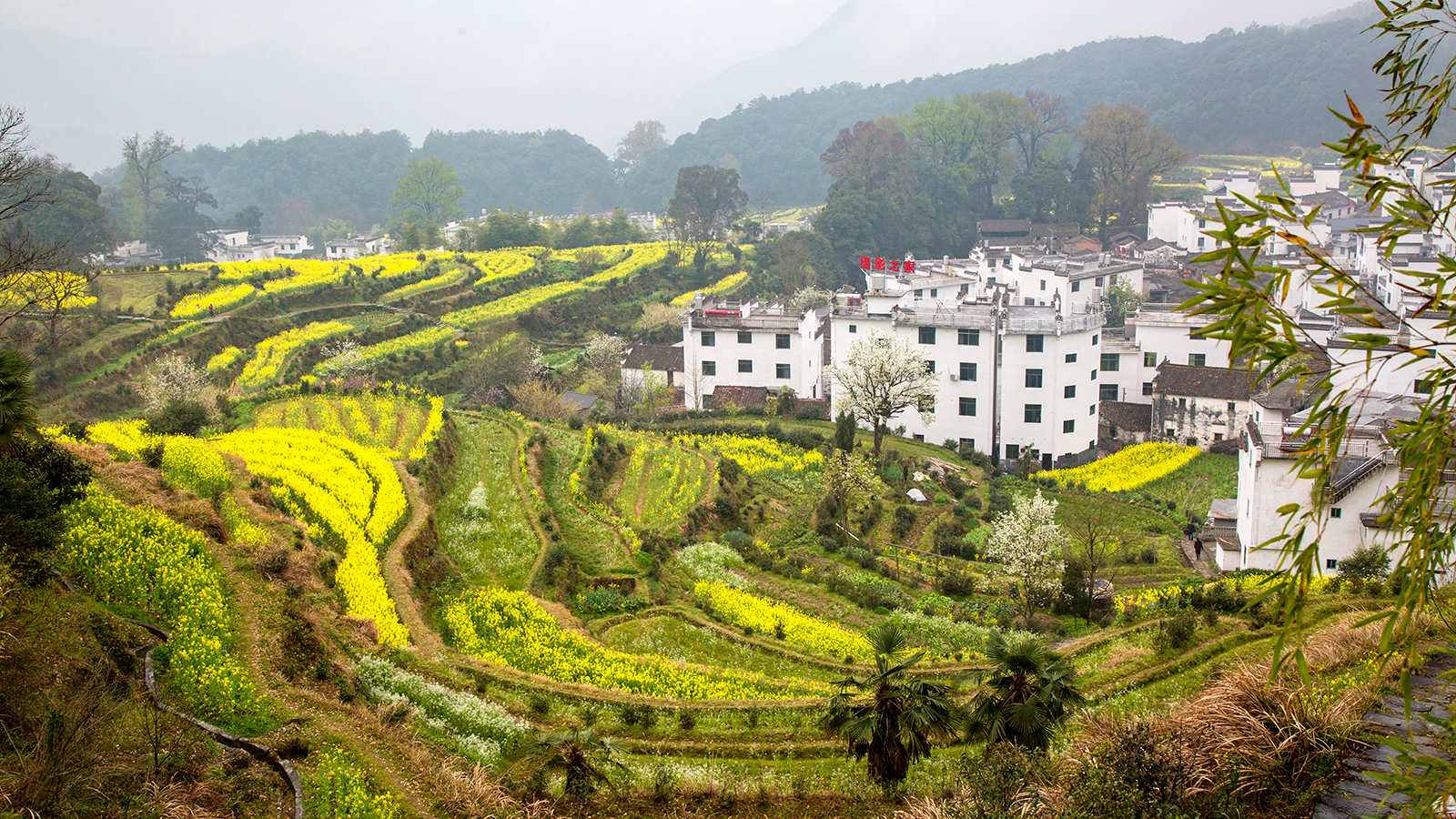 婺源春季油菜花摄影+旅拍+休闲游三日周末之旅（接受定制团）_旅拍线路_国际旅游摄影网