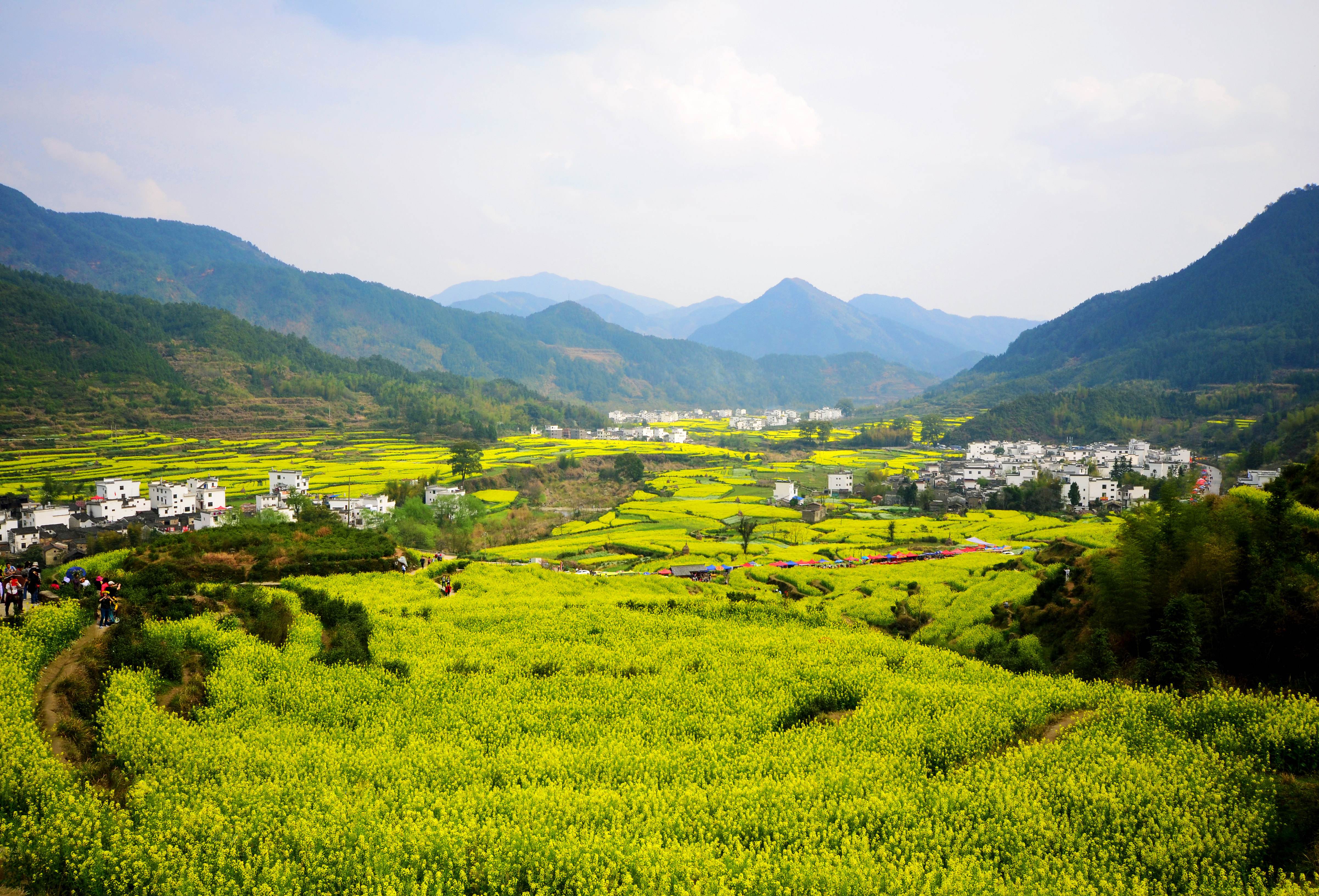 婺源油菜花