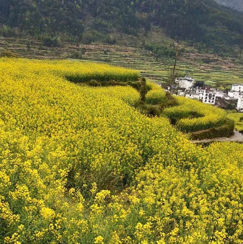 婺源油菜花