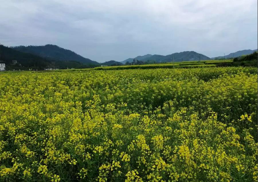 婺源油菜花