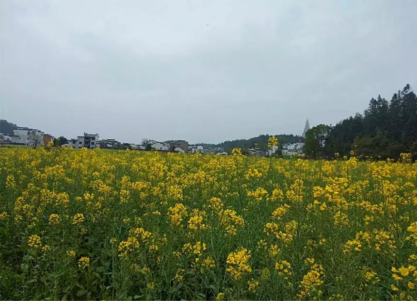 婺源油菜花