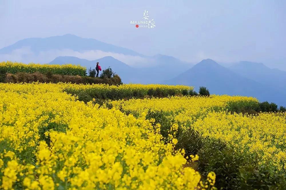 婺源油菜花