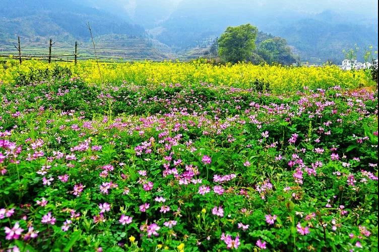 婺源油菜花