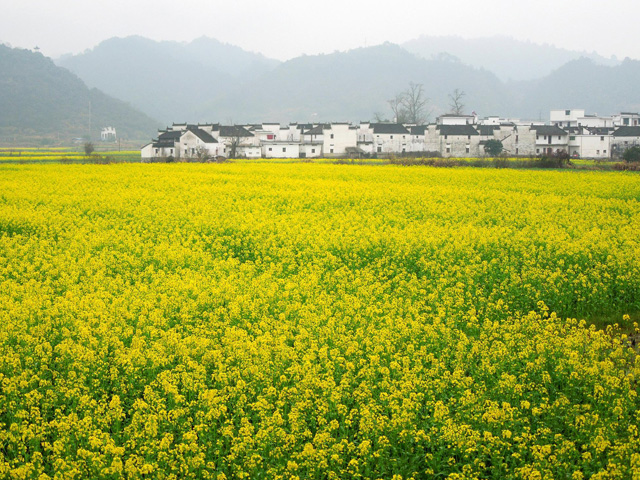 婺源油菜花