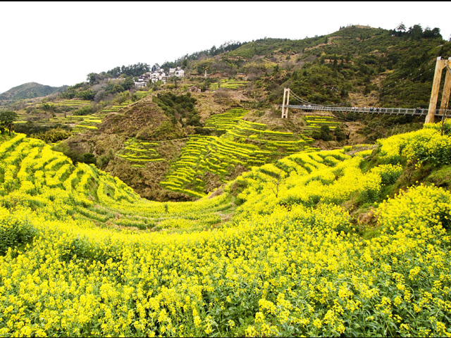 婺源油菜花