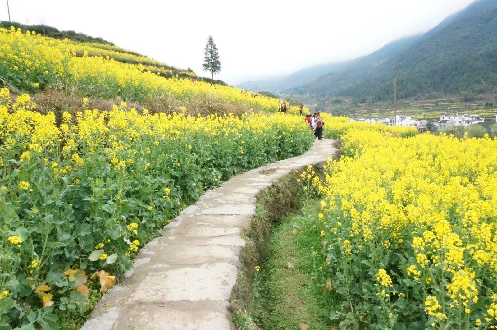 3月份去婺源怎么样