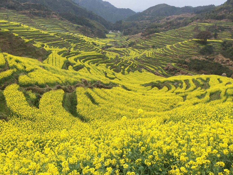 婺源油菜花