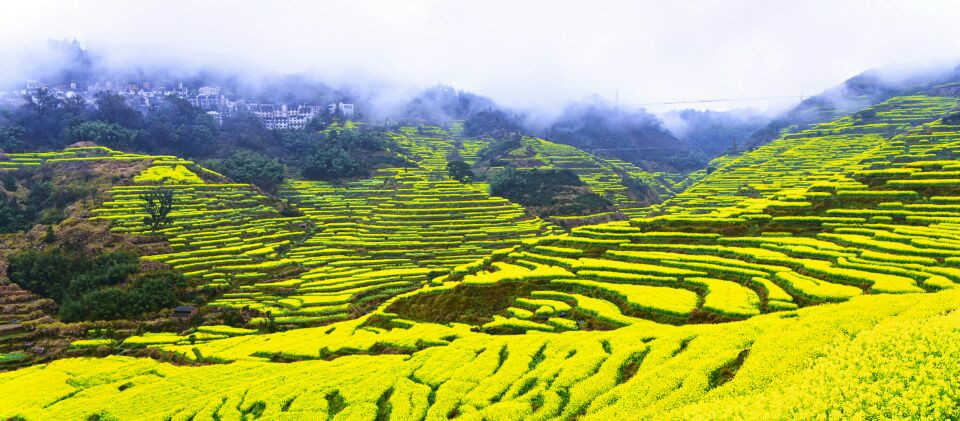 婺源篁岭油菜花