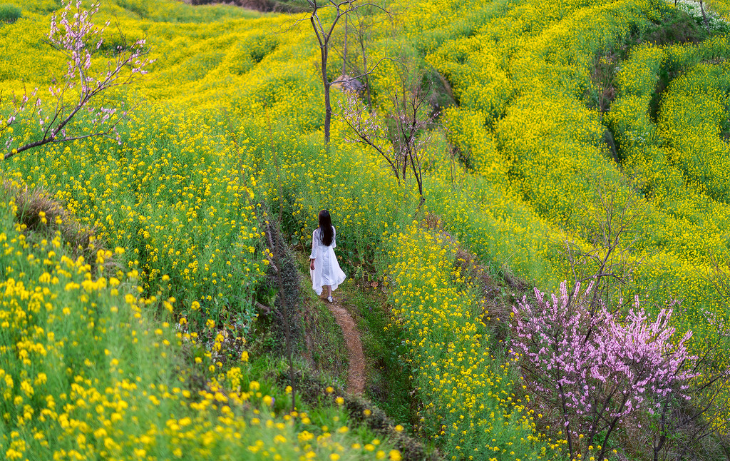 婺源篁岭油菜花