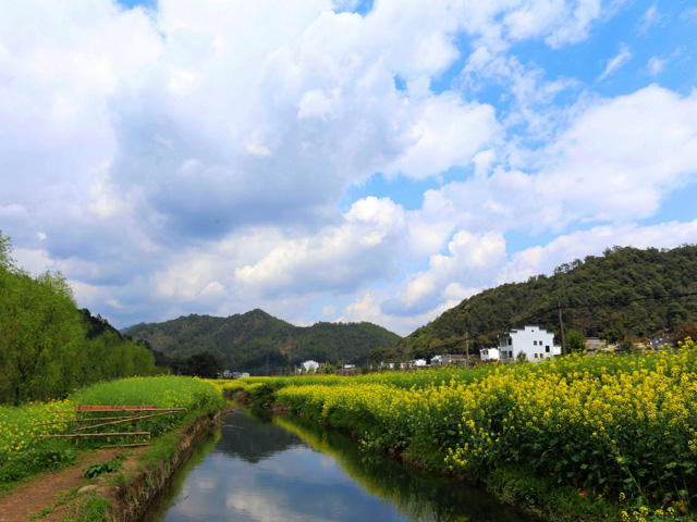 婺源油菜花