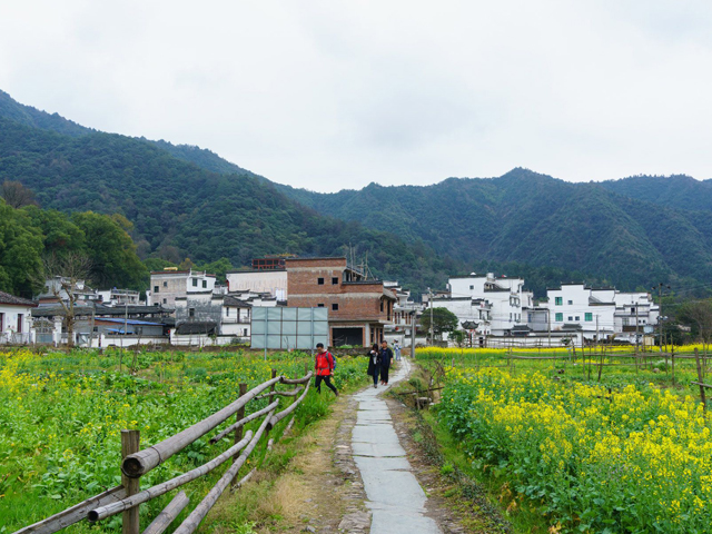 婺源油菜花