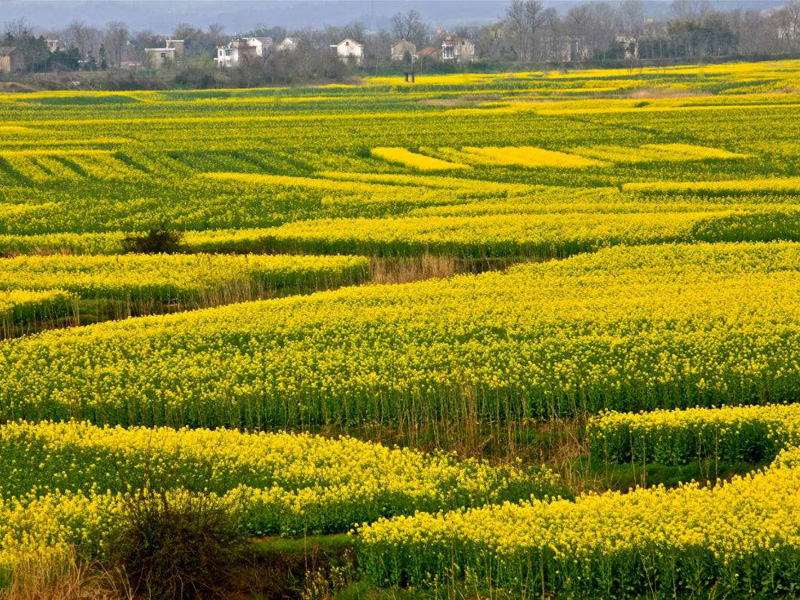 婺源油菜花