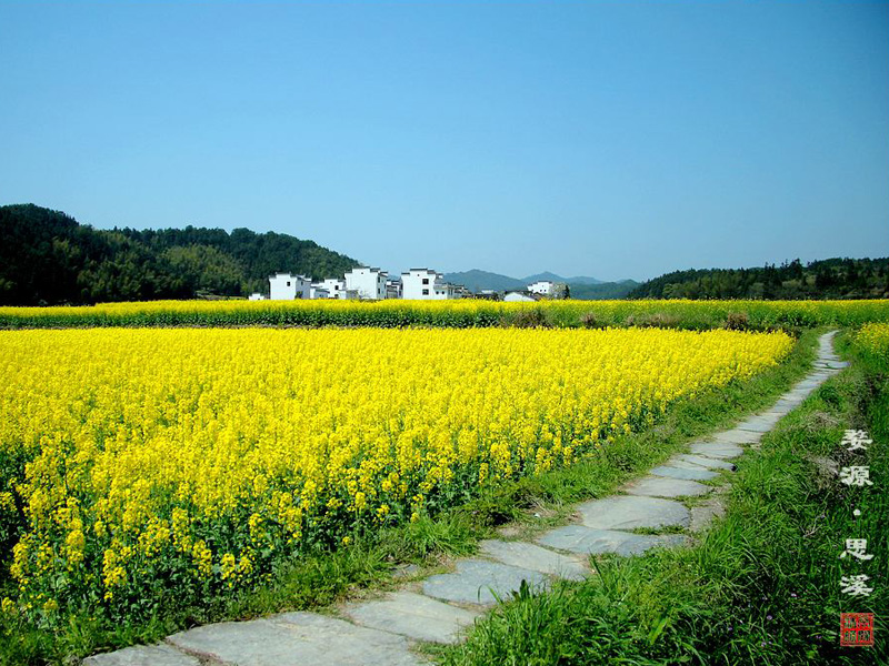 婺源油菜花