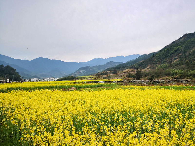 婺源油菜花