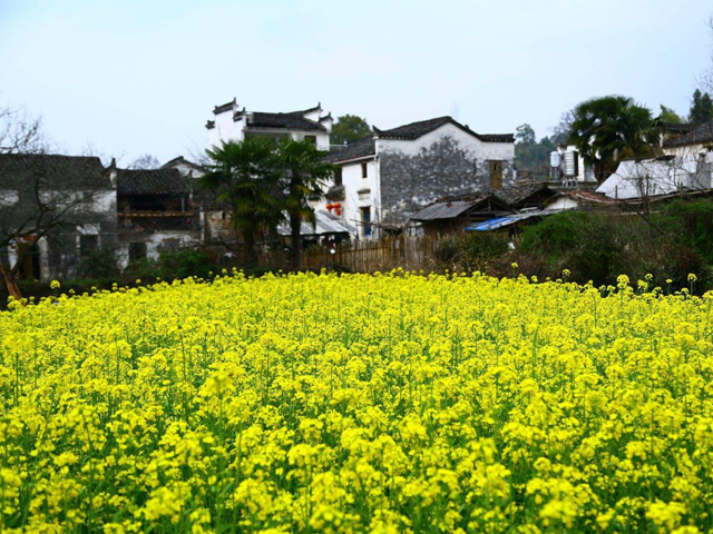 婺源油菜花