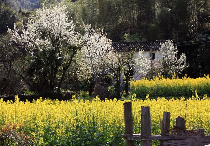 婺源油菜花几月份开花