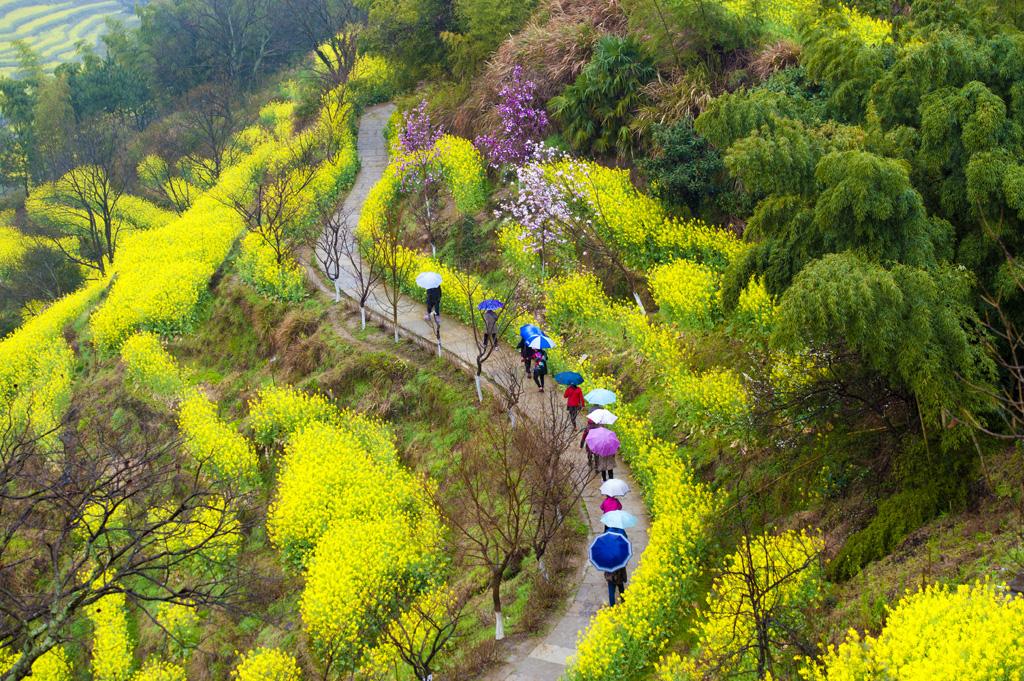 婺源油菜花