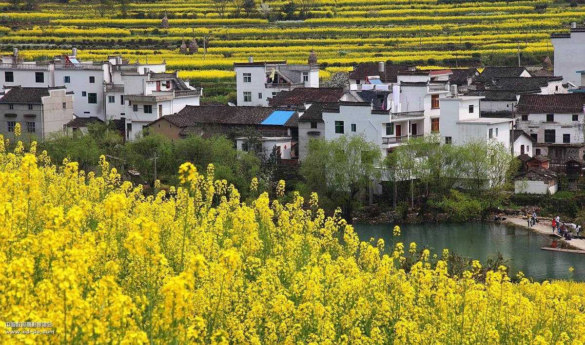 婺源油菜花