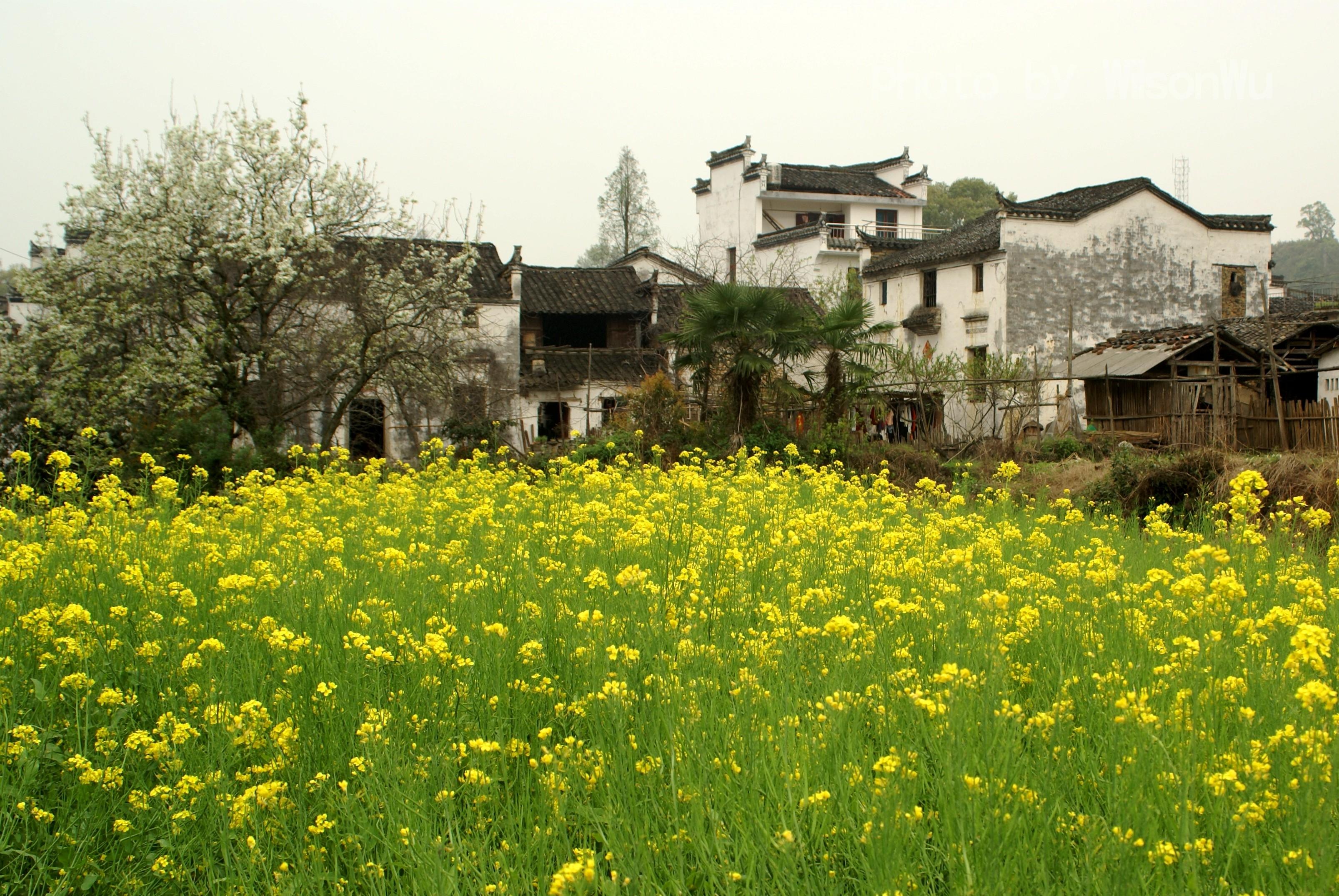 婺源油菜花