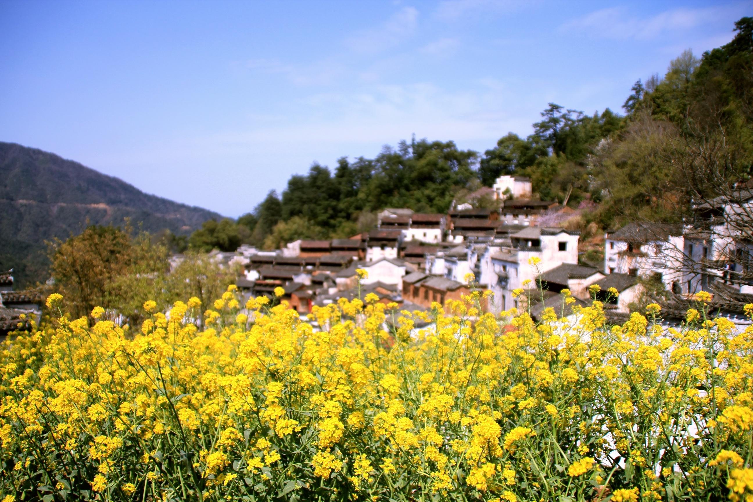 婺源油菜花