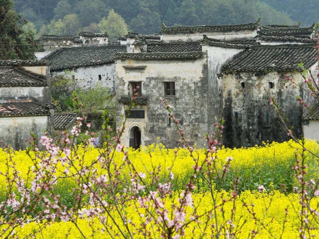 婺源油菜花