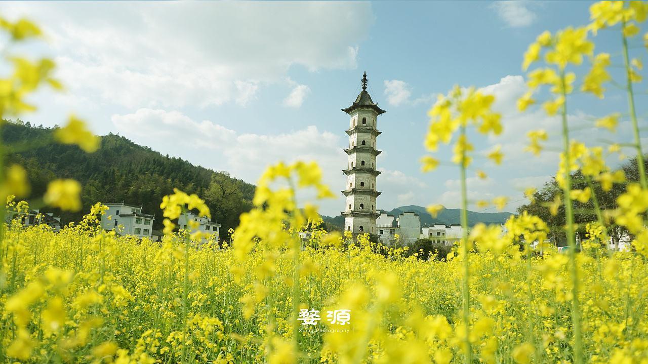 婺源油菜花