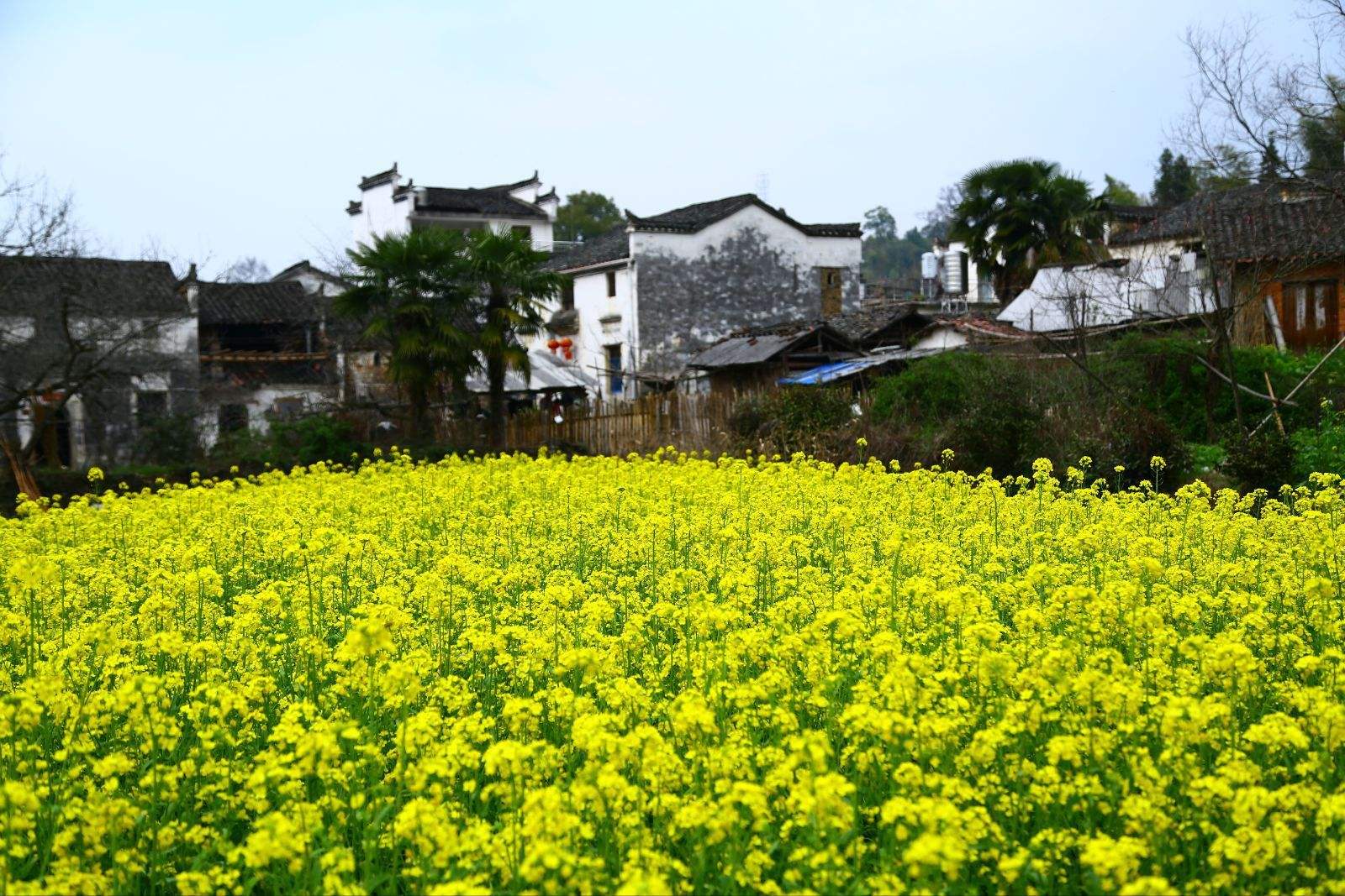 婺源油菜花