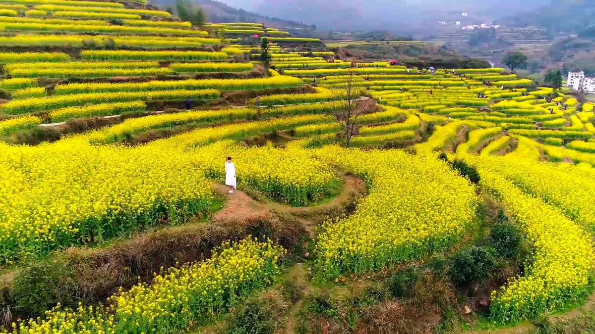 婺源油菜花