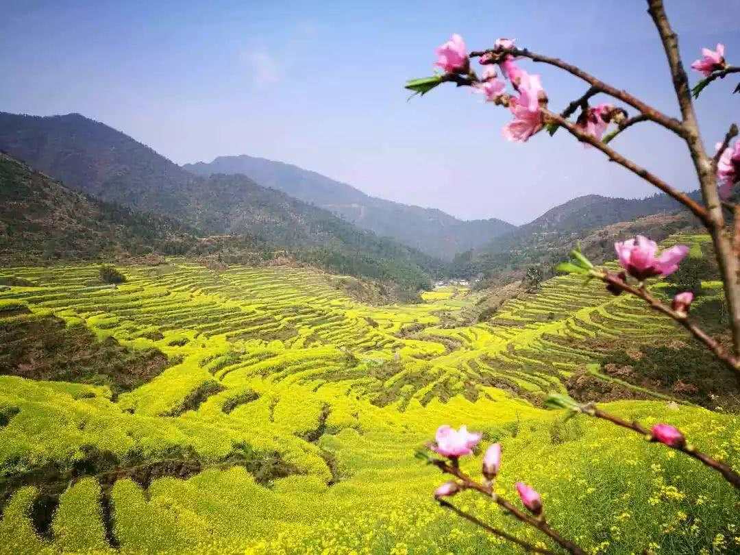婺源油菜花