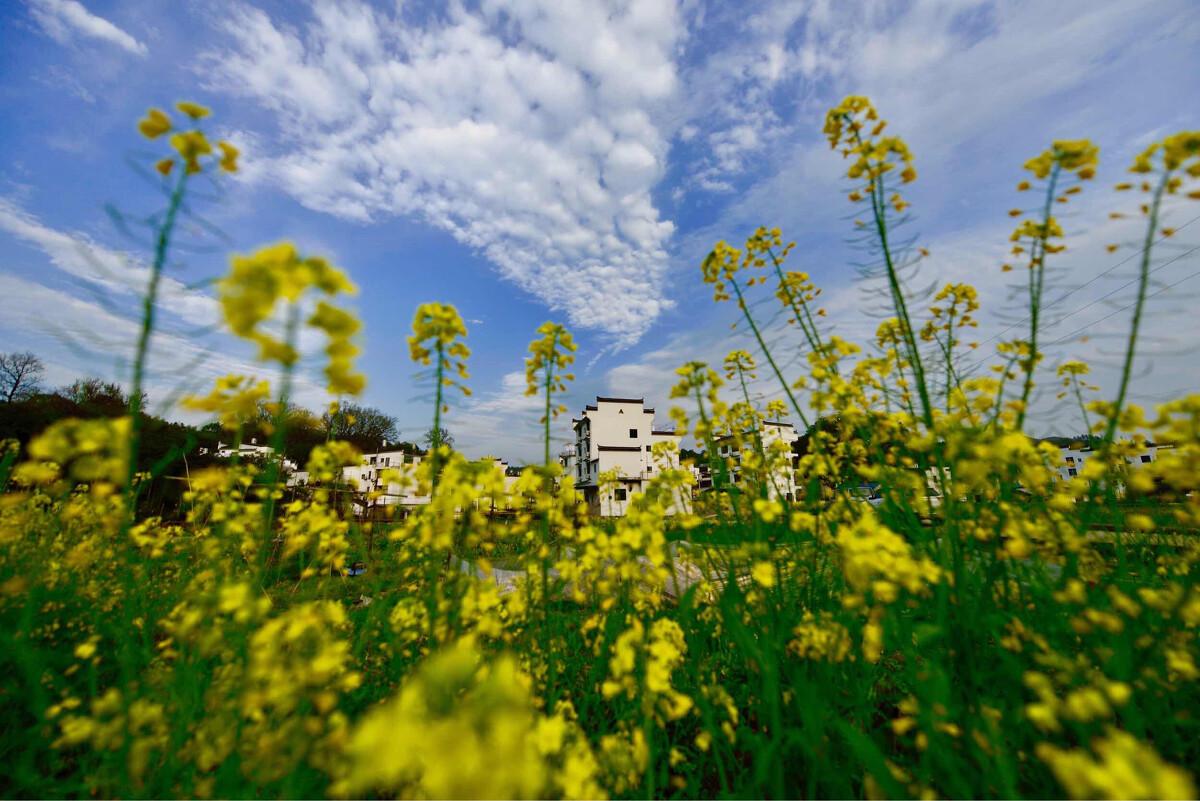 婺源油菜花